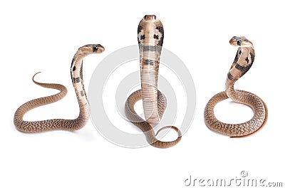 Indian cobra, Naja naja Stock Photo