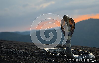 Indian Cobra Snake in Sri Lanka Stock Photo