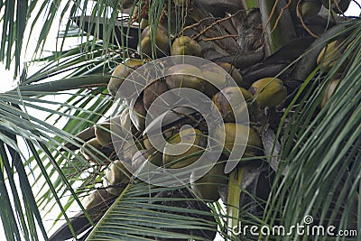 Indian coconut palm tree with so many coconuts Stock Photo