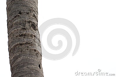 Indian Coconut Tree Stock Photo
