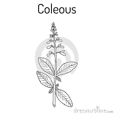 Indian coleus Plectranthus barbatus , or forskohlii. medicinal plant Vector Illustration