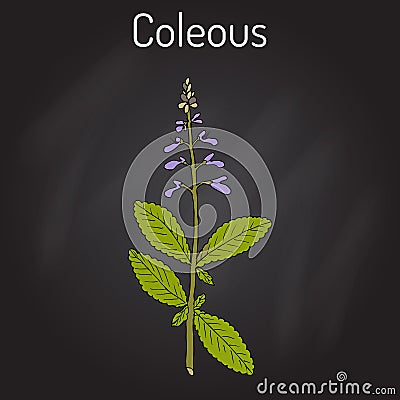 Indian coleus Plectranthus barbatus , or forskohlii. medicinal plant Vector Illustration