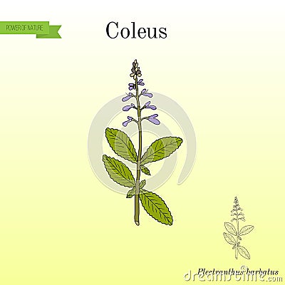 Indian coleus Plectranthus barbatus , or forskohlii, medicinal plant Vector Illustration