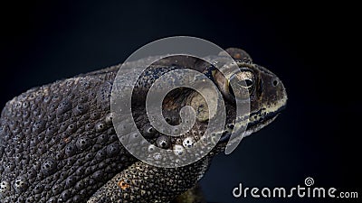 Indian common toad close up showing colourful eyes and bumpy skin Stock Photo