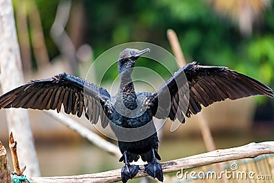 Indian cormorant or Phalacrocorax fuscicollis bird with its wings spread wide Stock Photo