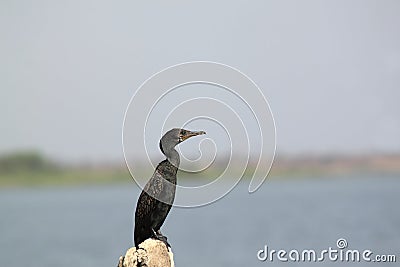 Indian Cormorant resting on rock at erai dam Stock Photo