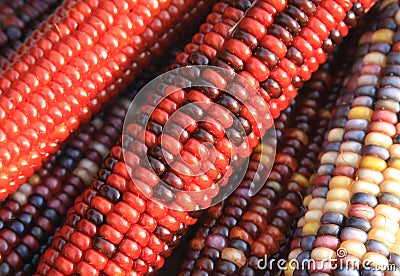 Indian Corn Stock Photo