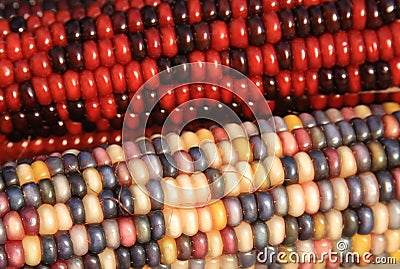 Indian Corn Stock Photo