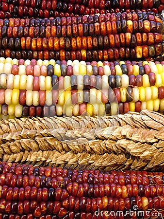 Indian corn Stock Photo