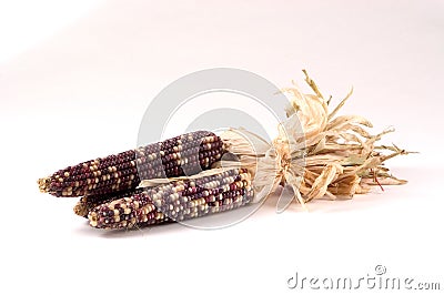 Indian Corn Stock Photo