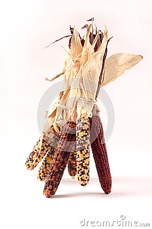 Indian Corn Stock Photo