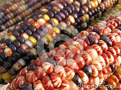 Indian Corn Stock Photo