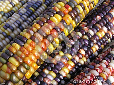 Indian Corn Angles Stock Photo