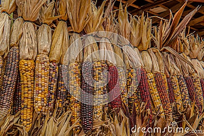 Indian corn in autumn Stock Photo