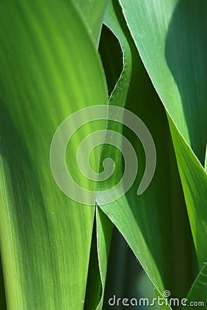 Indian corn background Stock Photo
