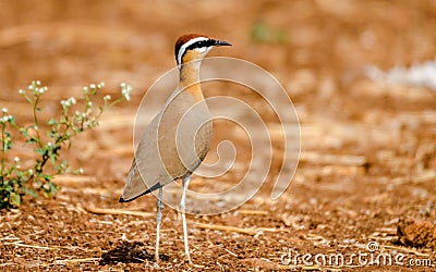 Indian courser bird Stock Photo