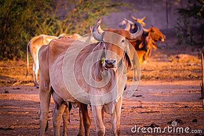 Indian cow,curious cow eating grass at the field,cattle Shed Rural India,agriculture industry,farming concept Stock Photo