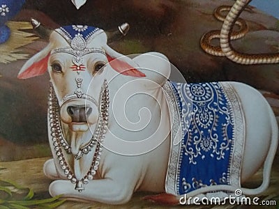 Indian cow gau gomata white color Editorial Stock Photo