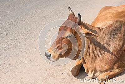 The Indian cow lying Stock Photo