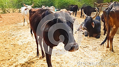 Indian Cows, Bulls And Calf Stand In The Sharpe Sunlight. Mammals Animal. Stock Photo