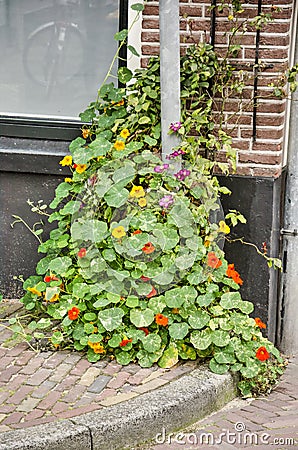 Indian cress in the old town Stock Photo