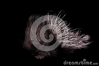 Indian crested Porcupine baby on black backgrond Stock Photo