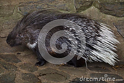 Indian crested porcupine Hystrix indica Stock Photo