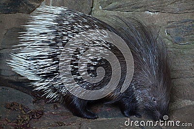 Indian crested porcupine Hystrix indica Stock Photo