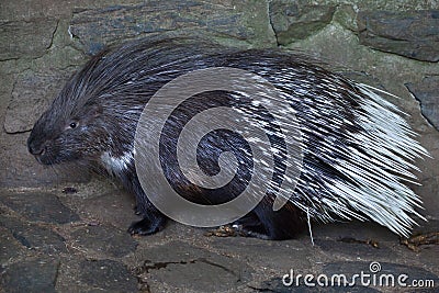 Indian crested porcupine Hystrix indica Stock Photo