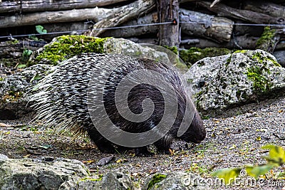 Indian crested Porcupine, Hystrix indica in a german nature park Stock Photo