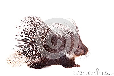 Indian crested Porcupine on white Stock Photo