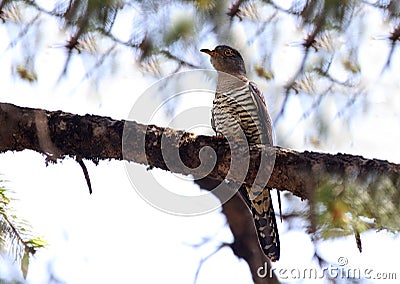 Indian cuckoo Stock Photo