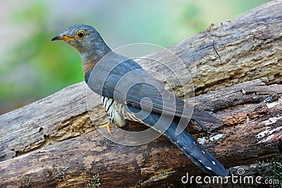 Indian Cuckoo bird Stock Photo