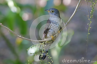 Indian cuckoo Cuculus micropterus Birds of Thailand Stock Photo