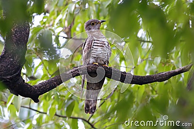 Indian cuckoo Cuculus micropterus Cute Birds of Thailand Stock Photo