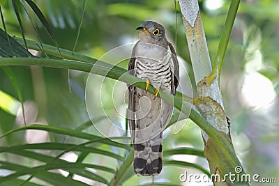 Indian cuckoo Cuculus micropterus Cute Birds of Thailand Stock Photo