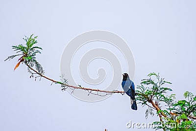 Indian Cuckoo sitting on a branch Stock Photo
