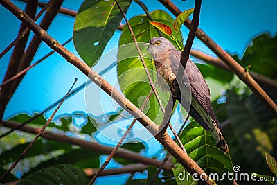 Indian cuckoo Stock Photo