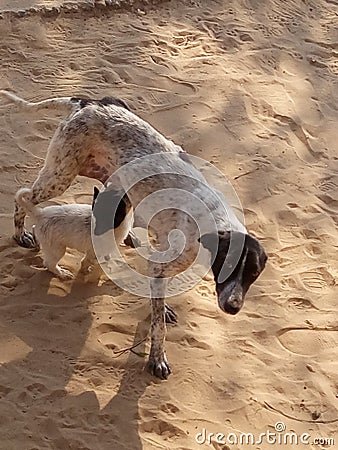 A indian dog and her pet Stock Photo