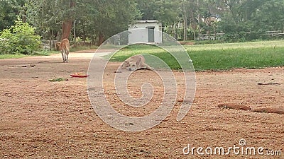 Indian dogs Stock Photo