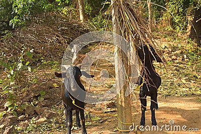 Indian domestic goats eating leaves. A rural Indian scene Stock Photo