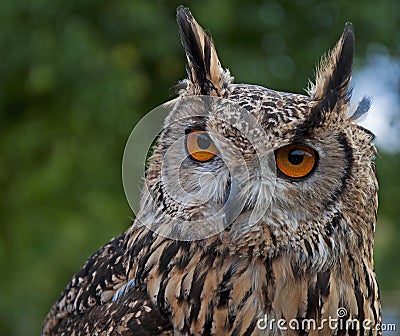 Indian Eagle-Owl Stock Photo