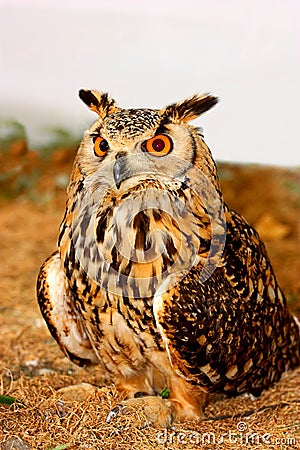 Indian Eagle-Owl (Bubo bengalensis) Stock Photo