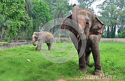 Indian elephant Stock Photo