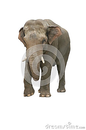 Indian elephant Stock Photo