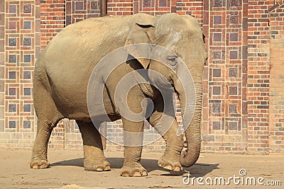 Indian elephant Stock Photo