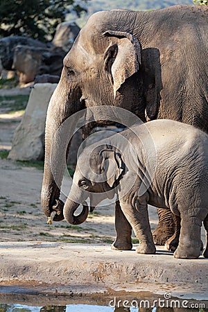 Indian elephant baby in the Prague Zoo Stock Photo