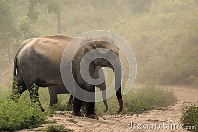 Indian elephant Elephas maximus Stock Photo