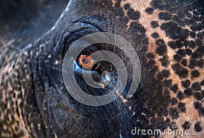 Indian Elephant eye Stock Photo