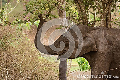 Indian Elephant grazing the forest Stock Photo